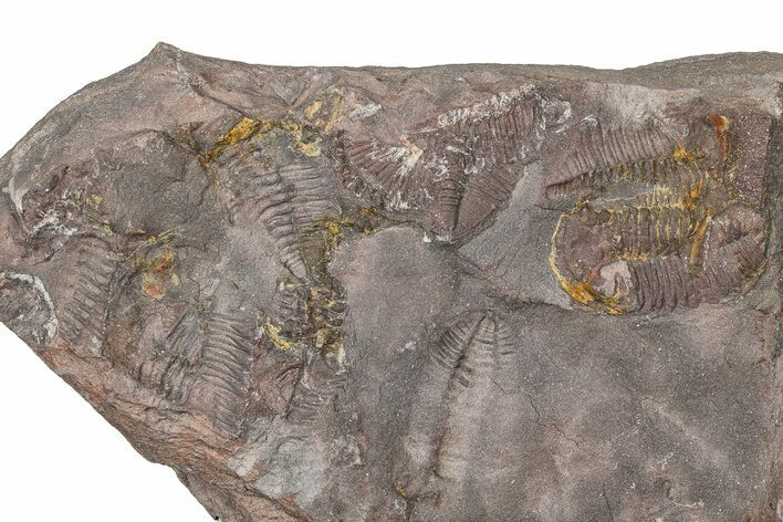 Ordovician Trilobite Mortality Plate - Tafraoute, Morocco #370552